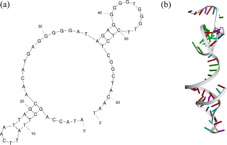 PA63 G-quadreplex aptamer (a) Secondary structure of PA63 oligonucleotide construct, and (b) Tertiary structure of PA63 oligonucleotide sequence.