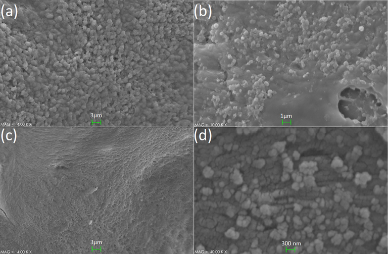 The results of SEM investigations of the samples, (a) strong biofilm (none treated), (b) moderate biofilm (24 h treated), (c) weak/almost none biofilm (48 h treated), and (d) the presence of three-component nanosystem on the mice bone surface.