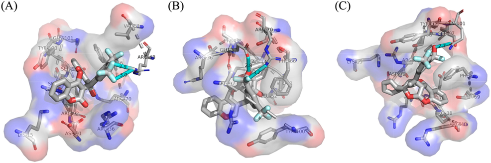 The binding poses of the biscoumarin and two related derivatives that are corresponding to the structures in Scheme 1.