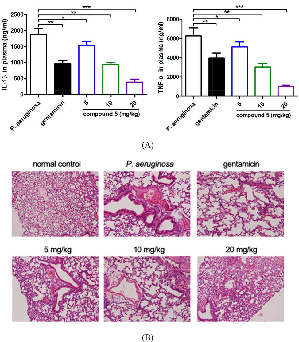 Compound 5 obviously reduce the IL-1β and TNF-α releasing and relief the lung tissue damage. After the construction of the P. aeruginosa pneumonia infection animal model, as well as the compound treatment, the plasma IL-1β and TNF-α levels determination (A). The lung tissue damage was evaluated with HE staining (B).