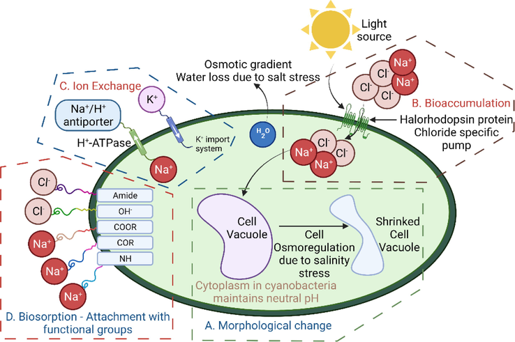 A mechanism of salt removal by P. keutzingianum: A) morphological changes; B) bioaccumulation process; C) ion exchange; D) biosorption of salt and binding with functional groups.