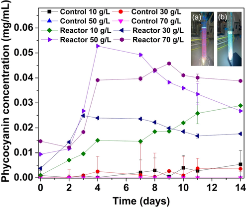 A concentration of phycocyanin production from immobilized bead reactors; (a) Red fluorescence appeared due to the release of PC pigment by P. keutzingianum during the immobilized cyanobacteria experiment (top right corner). (b) After adding 0.01 g copper sulfate, the red fluorescence disappeared due to the interaction between Cu2+, which replaces the bond —COOH of the protein phycocyanin.