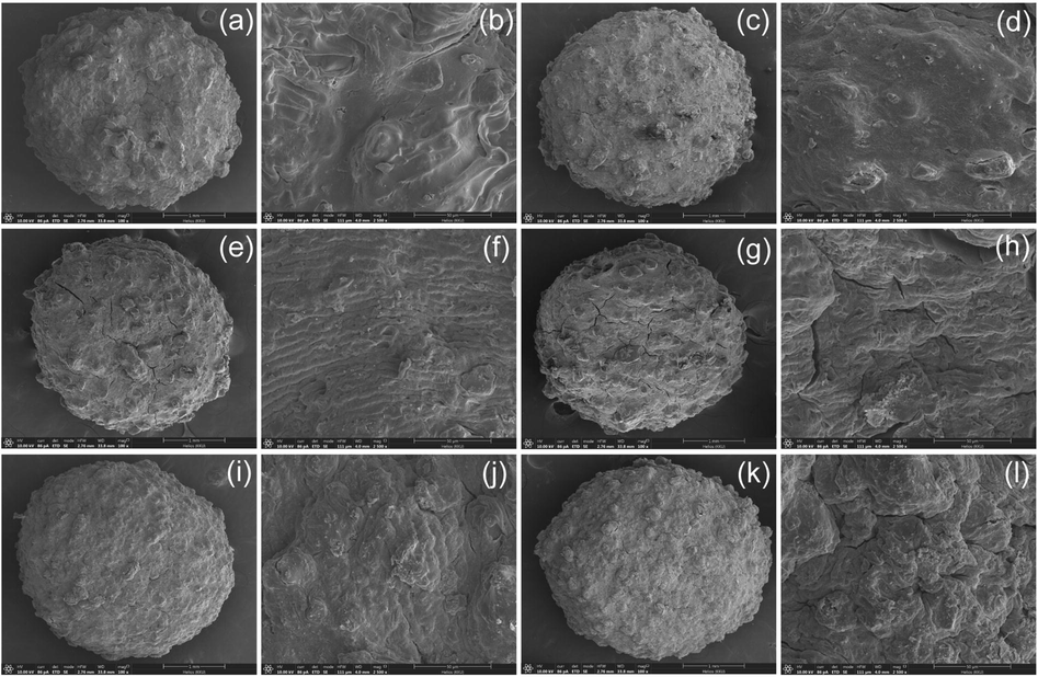 FESEM-FIB images of surface morphologies in bead form at 100X magnification with 1 mm and surface at 2500X magnification with 50 µm, respectively of (a, b) chicken eggshell beads (CB), (c, d) duck eggshell beads (DB), (e, f) chicken eggshell beads mixed iron (III) oxide-hydroxide (CBF), (g, h) duck eggshell beads mixed iron (III) oxide-hydroxide (DBF), (i, j) chicken eggshell beads mixed zinc oxide (CBZ), and (k, l) duck eggshell beads mixed zinc oxide (DBZ).