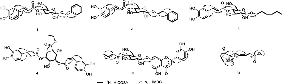 The key 1H−1H COSY and HMBC correlations of compounds 1–4, 11 and 31.