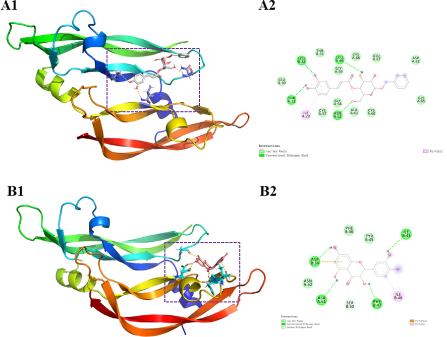 Docking picture of compounds 1 (A) and 13 (B).