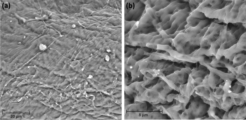 SEM of the α-chitin extracted from shrimp shell waste (a) 3000 × magnification and (b) 10000 × magnification.