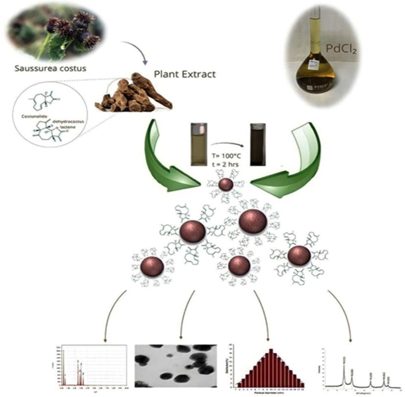 Schematic diagram for synthesis of S.costus-@PdNPs using S.costus extract. S.costus extract was combined with palladium chloride and the nanoparticles were synthesized. The obtained nanoparticles were characterized by advance spectroscopic techniques.