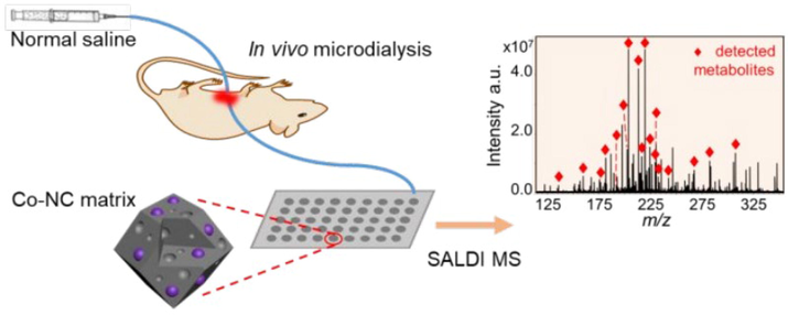 Metabolic behavior of complex components by microdialysis coupled with MS. Li’s team (Li et al., 2020) synthesized a cobalt-doped mesoporous carbon material (Co-NC) and developed a Co-NC-MALDI source. Reprinted with permission from Ref. Li et al., 2020. Copyright © 2020 American Chemical Society.