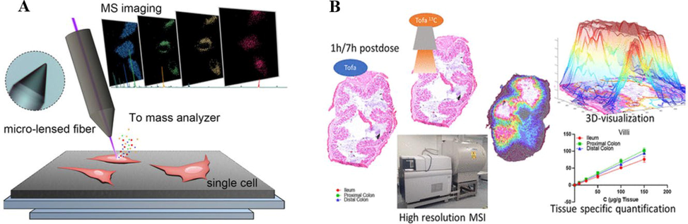 Application of mass spectrometry imaging (MSI) technology. (A) A nanoscale resolution mass spectrometry imaging technique using micro-lensed fiber as a laser desorption ion source is proposed. Combining this system with a time-of-flight mass spectrometer, it achieved the visualization of drug distribution inside a single cell at the resolution of 300 nm (Meng et al., 2020). Reprinted with permission from Ref. Meng et al., 2020. Copyright © 2020 Wiley‐VCH GmbH. (B) The work investigates the suitability of MSI in quantitatively visualizing intestinal transmural drug distribution. One- and 7-h postdose sections of the ileum, proximal- and distal-colon from rats that received an oral solution of Tofa were subjected to matrix-assisted laser desorption ionization (MALDI)-MSI. A dilution series of individual concentrations sprayed over an entire tissue section allowed for tissue type-specific quantitation (Huizing et al., 2021). Reprinted with permission from Ref. Huizing et al., 2021. Copyright © 2021 American Chemical Society.