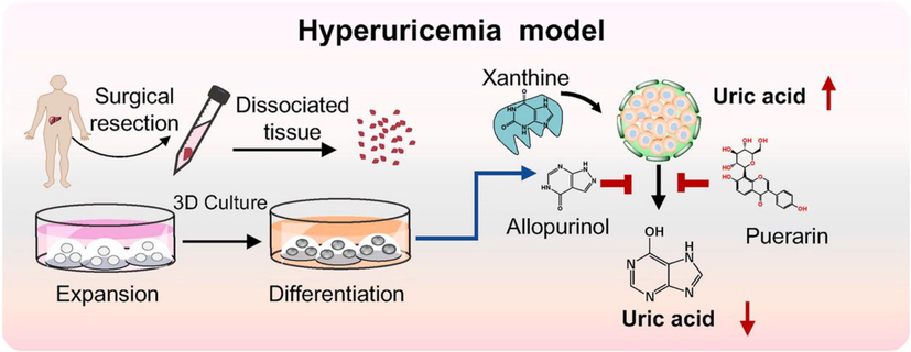 A 3D organoid culture system for mimicking hyperuricemia (HUA) in vitro was established using cultured human liver organoids. The organoid model was verified by measuring the antihyperuricemic effect of the widely used allopurinol, as well as the reported bioactive substance puerarin from TCM (Hou et al., 2022). Reprinted with permission from Ref. Hou et al., 2022. Copyright © 2021 Elsevier.