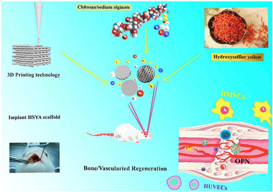 The novel hydroxy-safflower yellow A/scaffolds hold the substantial potential to be further developed as effective and safe bone tissue engineering biomaterials for bone regeneration by 3D bioprinting enhanced osteogenesis and angiogenesis (Deng et al., 2020). Reprinted with permission from Ref. Deng et al., 2020. Copyright © 2020 Elsevier.