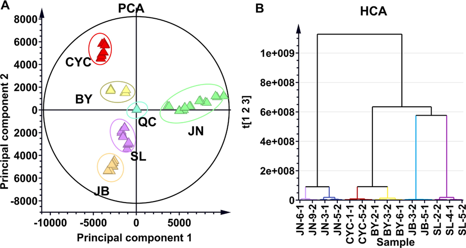 Metabolic phenotype differentiation between S. tamariscina and four non-S. tamariscina species marketed as counterfeit TCM. (A) PCA model that distinguished S. tamariscina (JB) from four counterfeit herbs and (B) HCA model that distinguished the metabolic profile of S. tamariscina (JB) and four counterfeit herbs. SL refers to S. doederleinii; BY refers to S. delicatula; CYC refers to S. uncinate; and JN refers to S. moellendorffii.