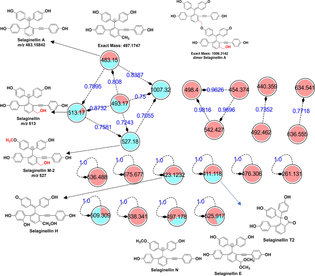 Molecular network of unique markers responsible for distinguishing S. tamariscina from four Selaginella species used as counterfeit TCM. Green nodes denote the reference standard, and red nodes denote the extract.