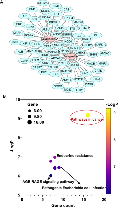 Network pharmacology used to predict the potential bioactivity of selaginellin and selaginellin A. (A) Network diagram of selaginellin and selaginellin A as well as their targets. (B) KEGG pathway annotation of the antitumor activity of selaginellin and selaginellin A.