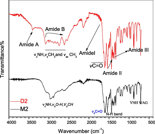 FTIR spectra of leucine monomer (M2) and dimer (D2).