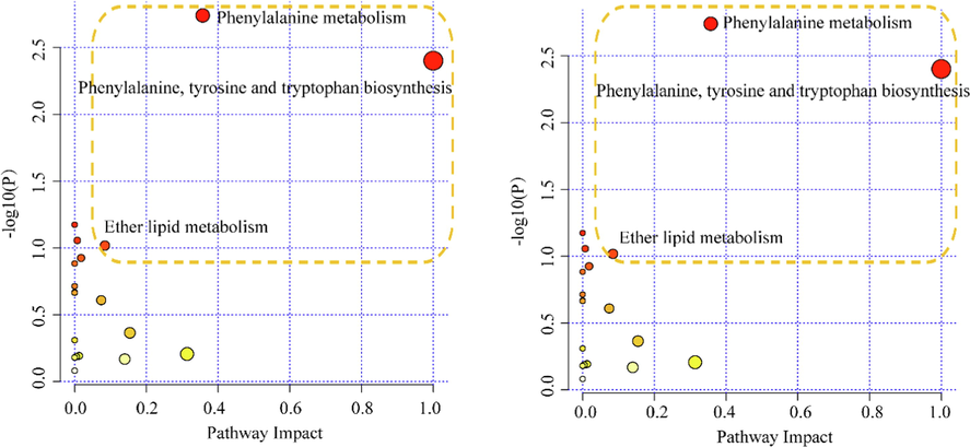 Signaling pathway analysis based on the potential biomarkers of Eucommia cortex (EC) (A) and Eucommia folium (EF) (B) in the treatment of osteoporosis. The size and color of each circle are based on the pathway impact value and the p value, respectively.