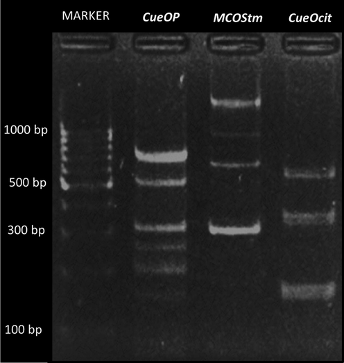 Gel representation (1.7 % w/v) of putative HRJ16 laccase genes amplified by PCR. Lane 1: molecular marker, lane 2: CueOP, lane 3: MCOStm, lane 4: CueOcit. The band sizes of laccase encoding genes can be observed with respect to the molecular marker and are as follows: CueOP; 156, 222, 261, 307, 559 and 745 bp; MCOStm; 303,653, 1025 and1483 bp; CueOcit;164, 339 and 542 bp.