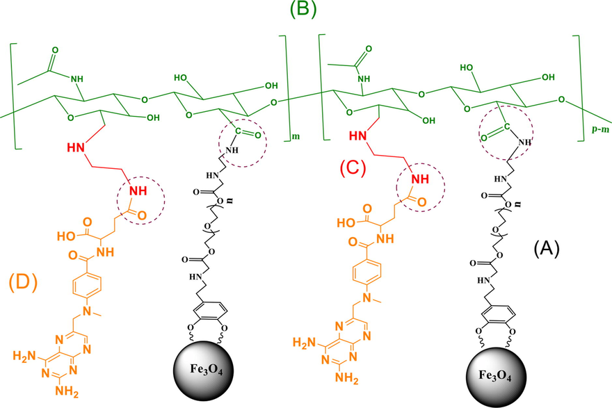 Schematic representation of the final product, different parts of which are obtained in different steps of synthesis, respectively. (A): MNPs, (B): MNPs-HA, (C): MNPs-HA-NH2 and (D): MNPs-HA-MTX.