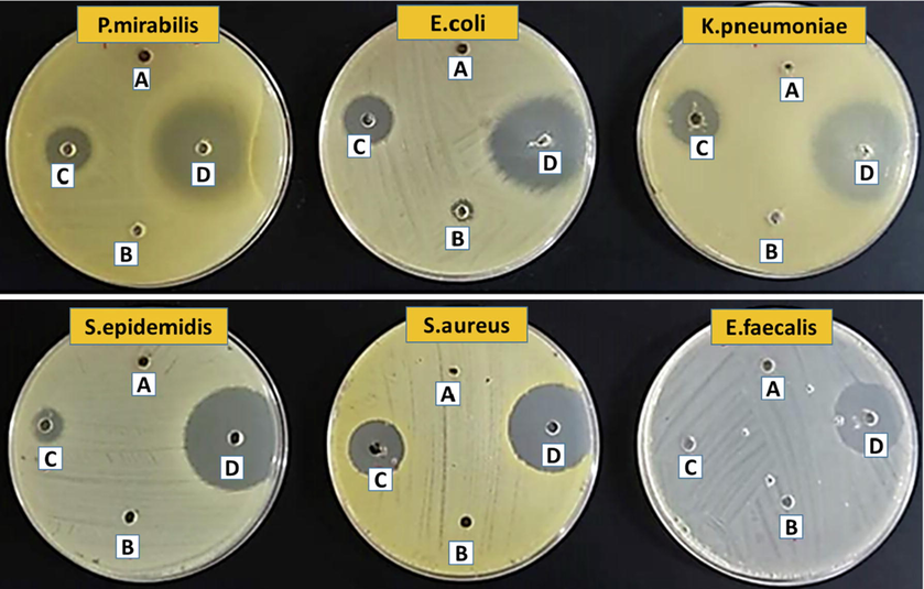 Photographs of Petri plates used in the agar well diffusion method; (A) negative control (water), (B) PG-Fe0, (C) PG-Fe0-LEV, and (D) LEV, at pH = 6.5.
