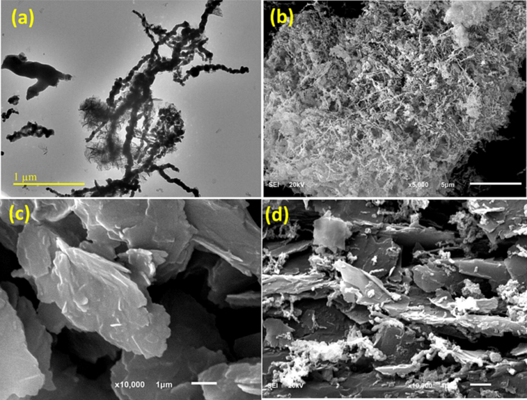 (a) and (b) are TEM and SEM images of Fe0 NPs respectively. (c) and (d) are SEM images of PG and PG-Fe0 composite, respectively.