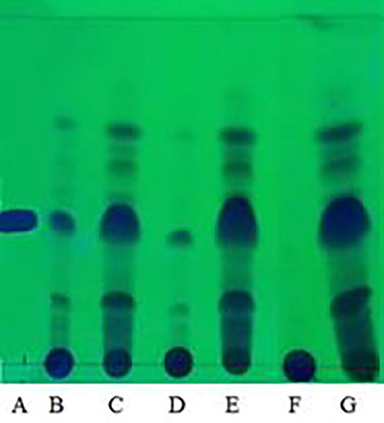 TLC analysis results of extracts from different two-phase solvent systems A = standard α-mangostin, B = EtOAc:IPA:Water 2:1:2 bottom phase, C = EtOAc:IPA:Water 2:1:2 top phase, D = EtOAc:EtOH:Water 2:1:2 bottom phase, E = EtOAc:IPA:Water 2:1:2 top phase, F = EtOAc:Water 1:1 bottom phase, G = EtOAc:Water 1:1 top phase.