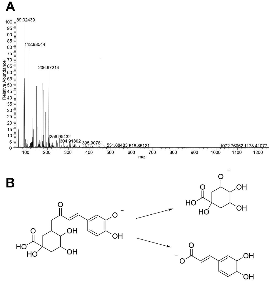 Secondary mass spectrum (A) of Chlorogenic acid and its proposed fragmentation pathway (B).