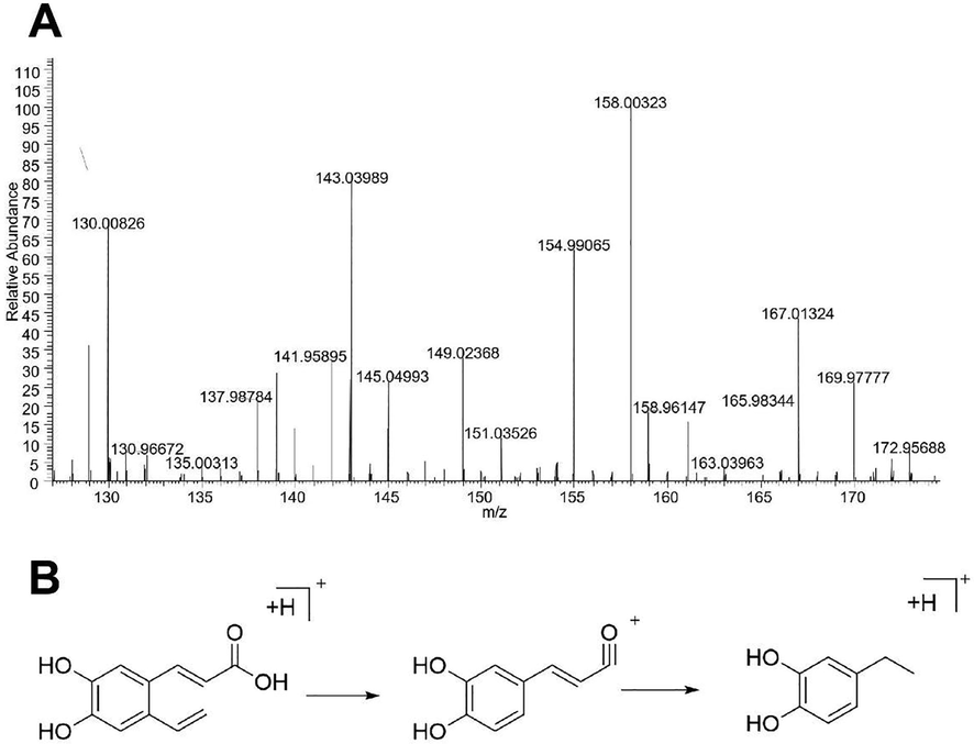 Secondary mass spectrum (A) of caffeic acid and its proposed fragmentation pathway (B).