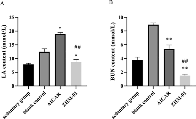 Effect of ZHM-01 on the contents of (A) lactic acid (LA) and (B) blood urea nitrogen (BUN) in mice. *P < 0.05, **P < 0.01 vs the blank control group; #P < 0.05, ##P < 0.01 vs the AICAR group. Data are presented as the mean ± SD (n = 8).
