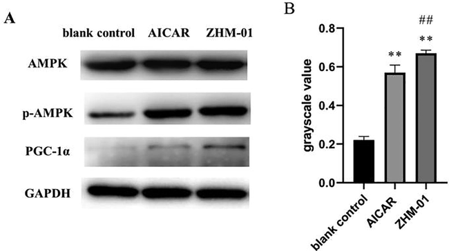 (A) Western blot results for AMPK, phosphorylated (p)-AMPK, and PGC-1α; (B) the p-AMPK/AMPK ratio. *P < 0.05, **P < 0.01 vs the blank control group; #P < 0.05, ##P < 0.01 vs the AICAR group.