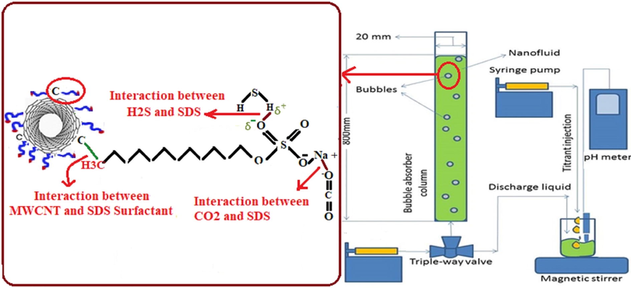 Schematic of experimental set-up, and the interaction between SDS and MWCNTs, and CO2 or H2S and SDS on the absorption process.