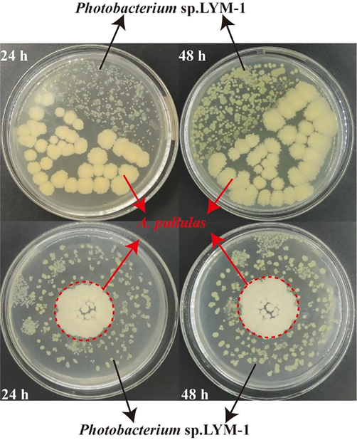 The compatibility assay between A. pullulans and Photobacterium sp. LYM-1.