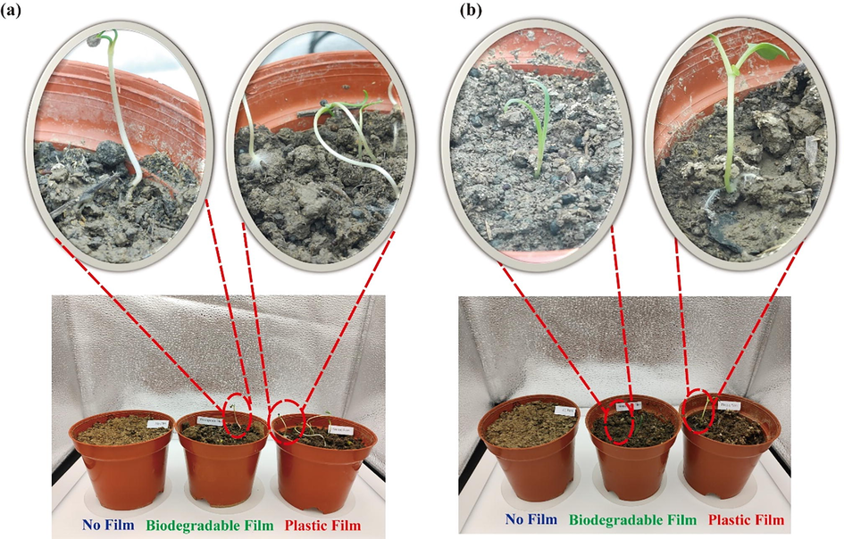 The heat/moisture-preservation and potential anti-fungi properties of the optimized FBBF film. (a) P. supina L. Sp. Pl. growing with or without film in dark conditions, (b) P. supina L. Sp. Pl. growing with or without film in light conditions.