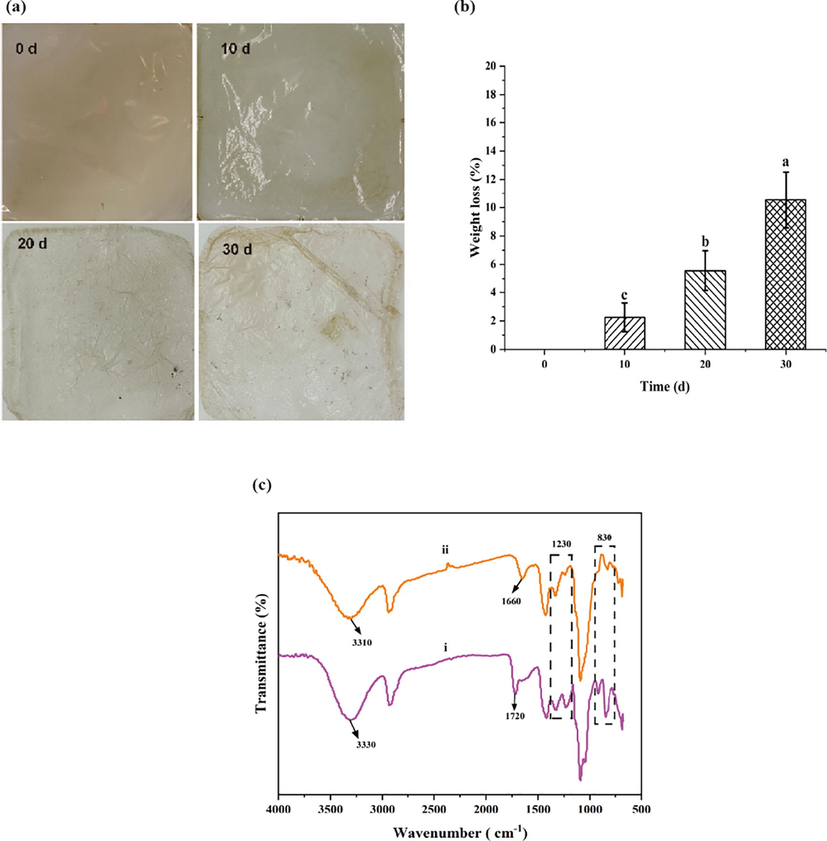 The biodegradability of PFCGl films. (a) The degradation of the PFCGl film at different time intervals. (b) The weight loss of the PFCGl film at different time intervals. (c) FTIR analysis chart of PFCGl before and after degradation, (i) The PFCGl film without burying (ii) The PFCGl film after burying for 30 d.