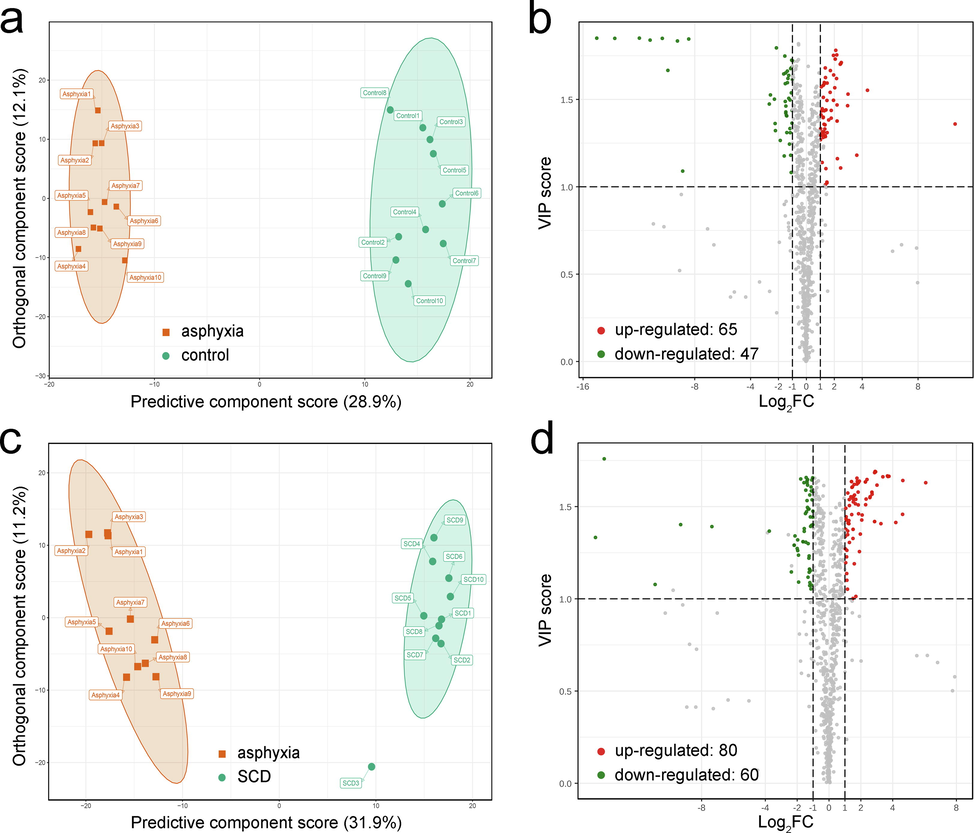 Screening of differential metabolites. The score plot of the OPLS-DA model for the asphyxia group (red) and control group (green) (a). Volcano plot for the asphyxia and control groups, where there were 65 upregulated (red) and 47 downregulated (green) differential metabolites (b). The score plot of the OPLS-DA model for the asphyxia group (red) and SCD group (green) (c). Volcano plot for the asphyxia and SCD groups, where there were 80 upregulated (red) and 60 downregulated (green) differential metabolites (d). In the volcano plots, the X-axis represents the logarithm of the FC value, and the greater the absolute value on the X-axis, the greater is the quantitative difference between the two groups (the FC cutoff was 2.0). The Y-axis represents the VIP values, and the greater the value on the Y-axis, the more important the metabolite is in the discrimination of the two groups (the VIP cutoff was 1.0). SCD: sudden cardiac death.