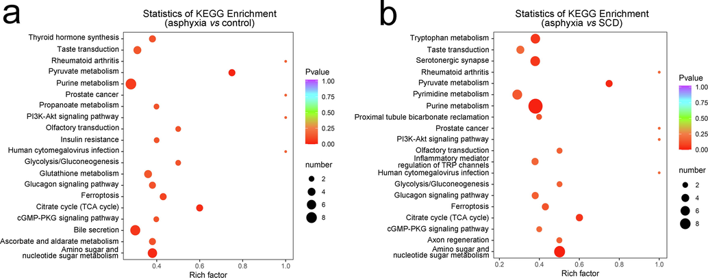 KEGG enrichment scatter plot of the top 20 KEGG pathways of significantly differential metabolites between the asphyxia and control groups (a) and between the asphyxia and SCD groups (b). The X-axis represents the rich factor, which refers to the ratio of the number of differential metabolites located in this pathway. The point size represents the number of significantly differential metabolites that are enriched in this pathway. The color gradation represents the P value. KEGG: Kyoto Encyclopedia of Genes and Genomes.