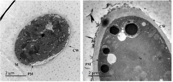 TEM observation of the cellular structure of S. sclerotiorum (A) DMSO control and (B) compound 4b at 0.067 mg/L, the scale bar of graphs was 2 μm.