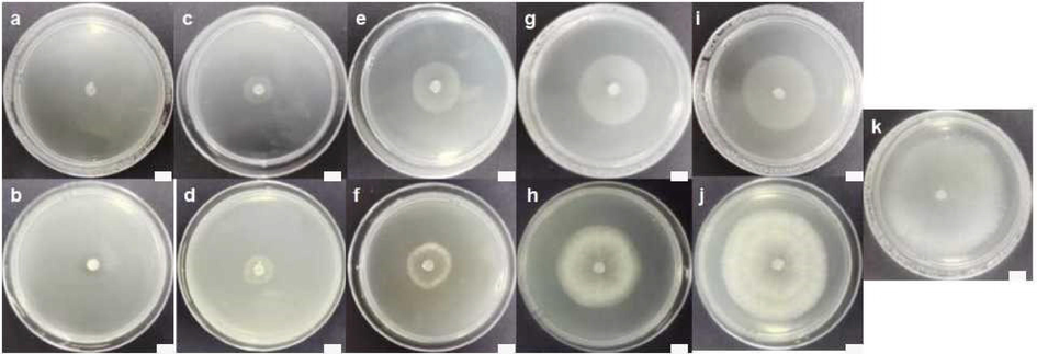 Mycelium growth and extension of S. sclerotiorum after treatment with different concentrations of compound 4b on agar medium: (a) 3.125; (c) 0.781; (e) 0.195; (g) 0.049; (i) 0.012 and (k) 0 mg/L; Boscalid on agar medium: (b) 3.125; (d) 0.781; (f) 0.195; (h) 0.049; and (j) 0.012 mg/L (25 ℃ for 2 d). The scale bars in all graphs were 1.0 cm.