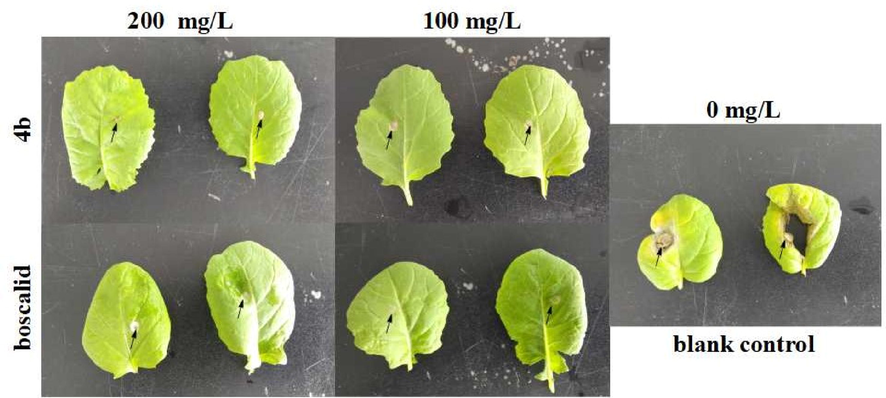 In vivo protective effects of compound 4b on rape leaves infected by S. sclerotioruma.