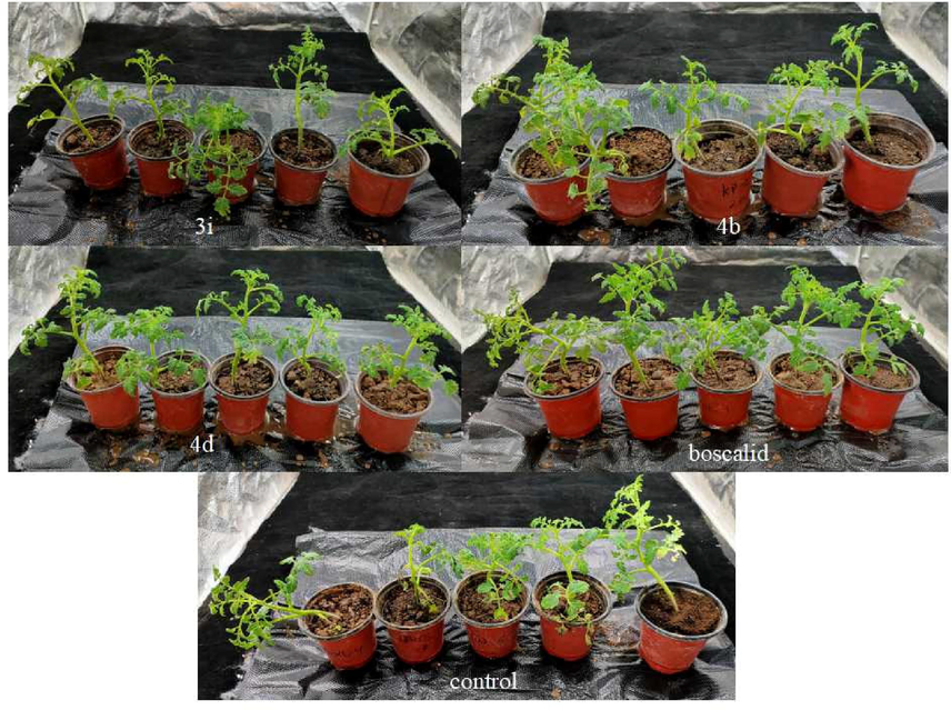 In vivo antifungal activity of compounds 3i, 4b and 4d to B. cinerea-infected tomato plants in greenhouse experiment.