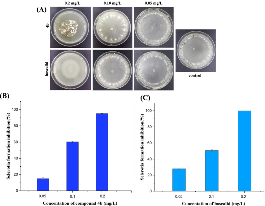 Effect of compound 4b (A, B) and boscalid (A, C) on the sclerotia formation.