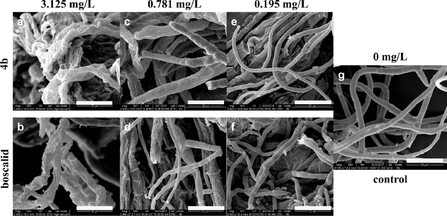 Scanning electron micrographs of S. sclerotiorum hyphae in the untreated control (g) and (a) 3.125 mg/L, (c) 0.781 mg/L, (e) 0.195 mg/L of compound 4b; (b) 3.125 mg/L, (d) 0.781 mg/L, (f) 0.195 mg/L of positive control boscalid. The scale bars of graphs a-g were 20 μm.