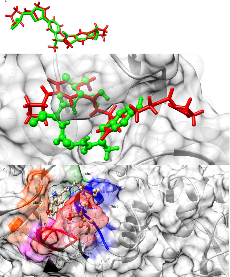 A) Superposed native and redocked conformations of XR8-24, red (native), green (redocked), B) Superposed active conformations of XR8-24 (stick) and aspergillipeptide F (ball and stick) inside the binding pocket of PLpro, C) Aspergillipeptide F conformation engaging all five binding sites of PLpro.