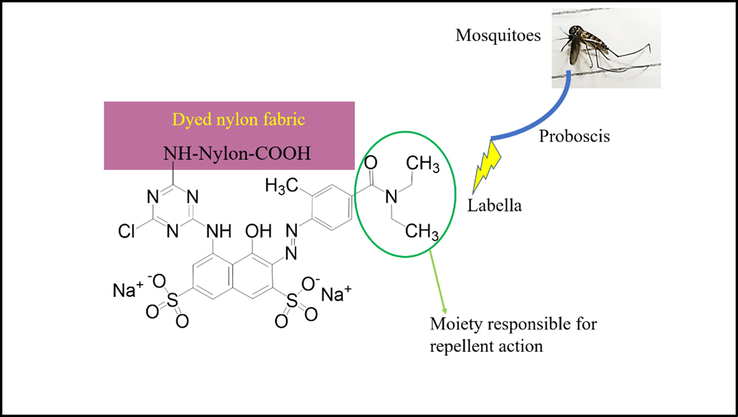 Mechanism of the dyed fabric for showing mosquito repellent action.