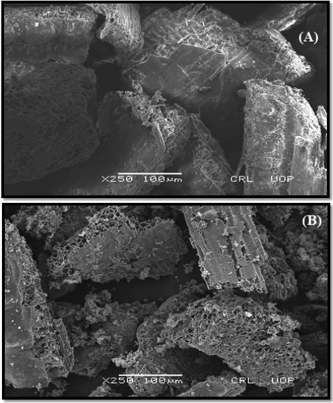 Surface morphological analysis of the prepared adsorbents, (A) RH and (B) RH-PPY.