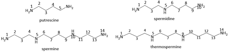 Chemical structures of putrescine, spermidine, spermine and thermospermine.