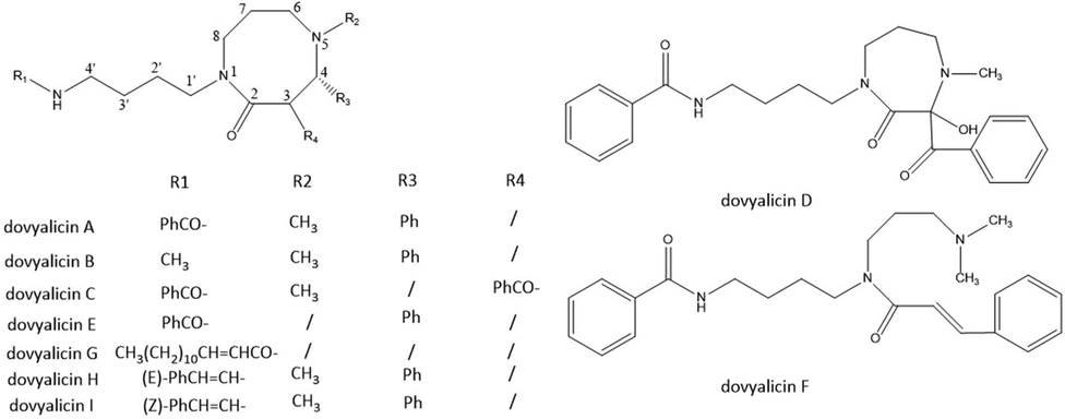 Chemical structures of 8-membered ring spermidine alkaloids.