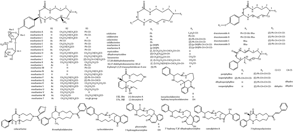 Chemical structures of 13-membered ring spermidine alkaloids.