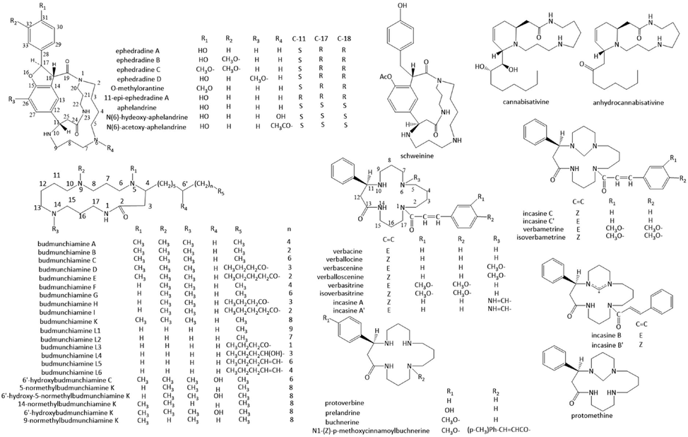 Chemical structures of 17-membered ring spermine alkaloids.