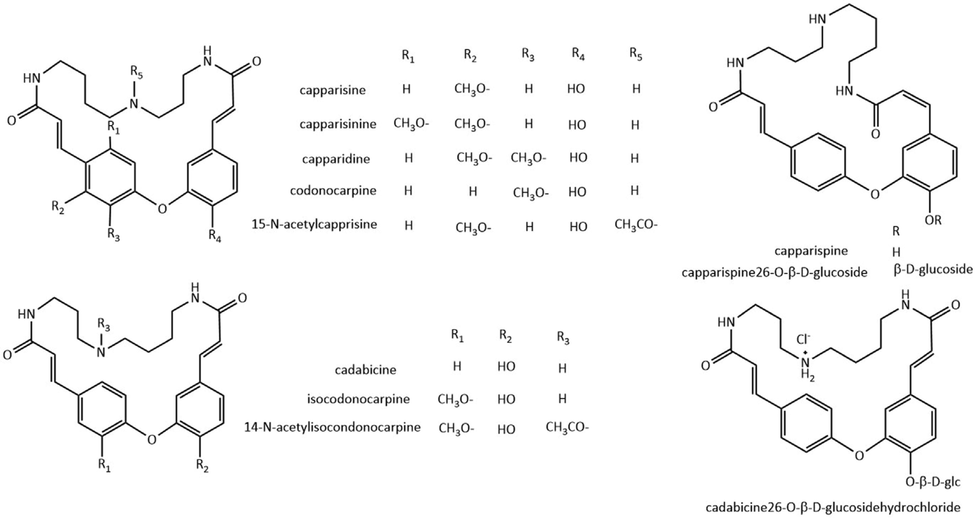 Chemical structures of 24-membered ring spermine alkaloids.