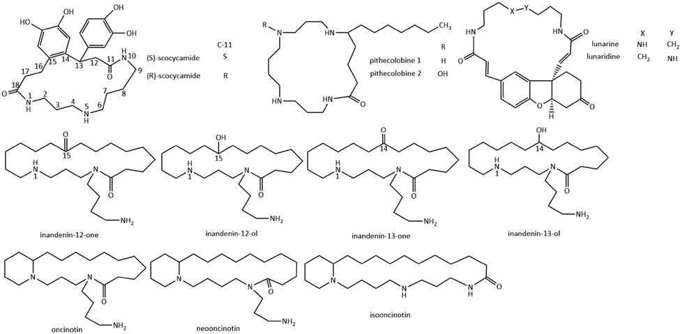 Chemical structures of other membered ring spermidine and spermine alkaloids.